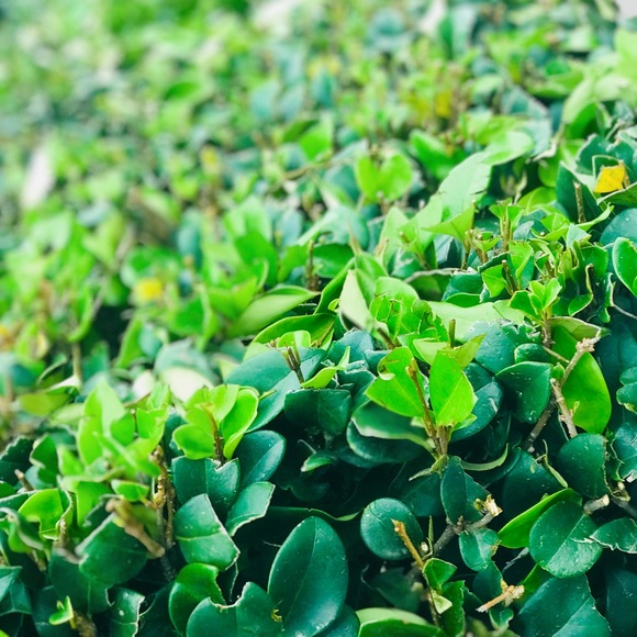 Meet your Posher, Rene - Picture 1 of 1